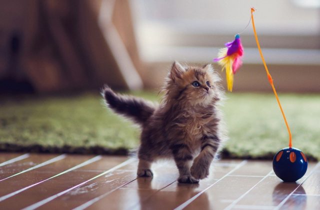 Vivre avec un chat