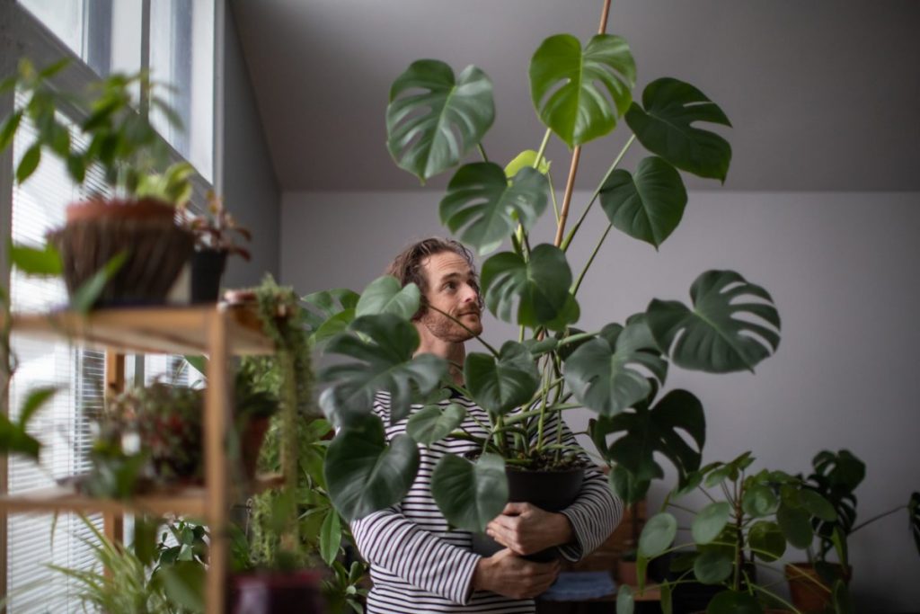 plantes-interieur